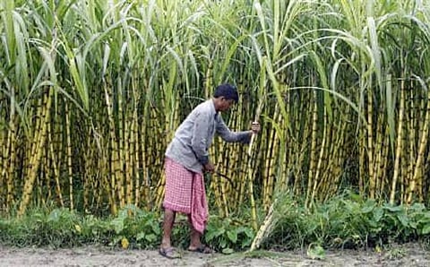 Corporate magnates like Bajaj, Birla, Modi group owe Indian sugarcane farmers Rs 5000 crores