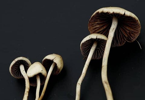 LSD, magic mushrooms less harmful than thought and should be reclassified, says renowned psychiatrist