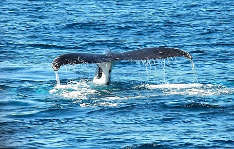 Maharashtra: Researchers spot blue whales after hundred years