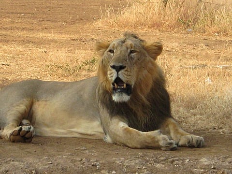 Population of Asiatic lions has increased outside protected area of Gir National Park and Sanctuary