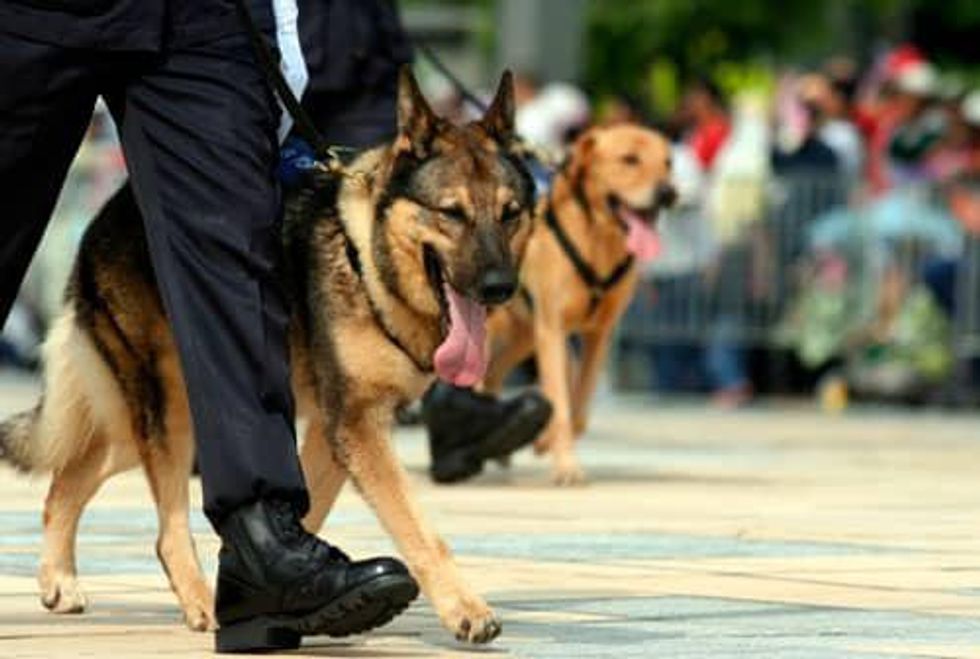 Nepal Earthquake: Man’s best buddy is making its contribution count