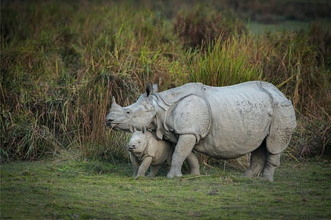 Rhino population in Assam's Kaziranga increases by over 8%. (Unsplash)