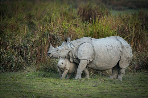 Assam’s Kaziranga sees a growth of over 8% in Rhino population