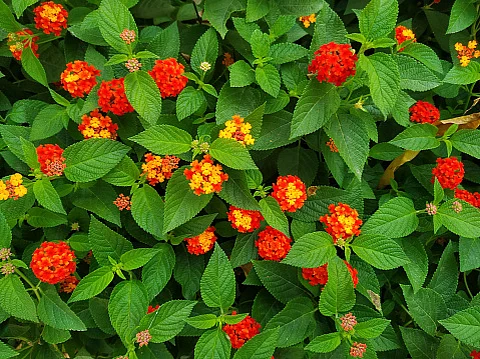 Blooming Lantana flowers in winter season.