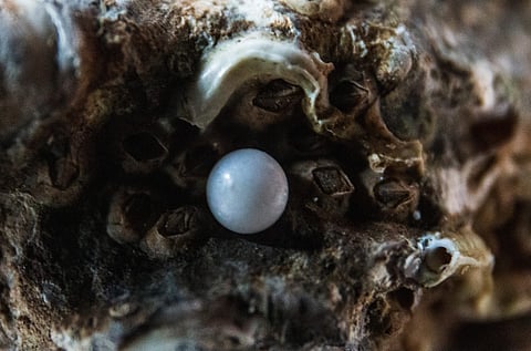 The oldest known natural pearl bead in Qatar. (Representational Image) | Unsplash