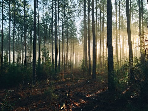 India is "missing" 25.87 million hectares (Ha) of forests. (Representational Image) | Unsplash