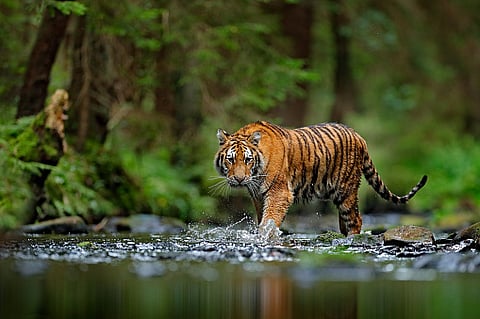 The Sathyamangalam Tiger Reserve in Tamil Nadu and Bandhavgarh and Pench Tiger Reserves in Madhya Pradesh were on Saturday awarded the Conservation Assured Tiger Standards (CA|TS) international accreditation certificates. (Unsplash)
