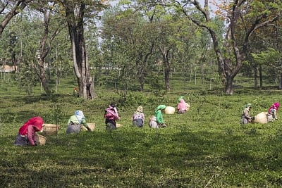 चाय के बाग।