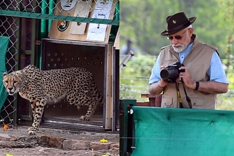 70 साल बाद भारत में लौटे चीते