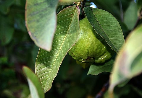 बेहद चमत्कारी हैं सर्दियों में मिलने वाले अमरूद के पत्ते