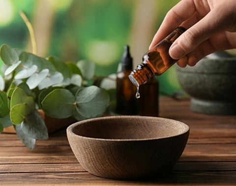 यूकेलिप्टस के पौधे से तेल और शहद