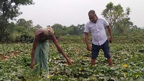 झारखंड बन रहा है सब्जियों का प्रोडक्शन हब (IANS)