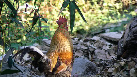 Jharkhand: बर्ड फ्लू की आशंका, हज़ार से ज्यादा मुर्गों की मौत(Wikimedia Image)