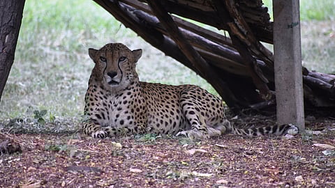 दक्षिण अफ्रीका ने 12 चीतों को भारत में स्थानांतरित किया(IANS)