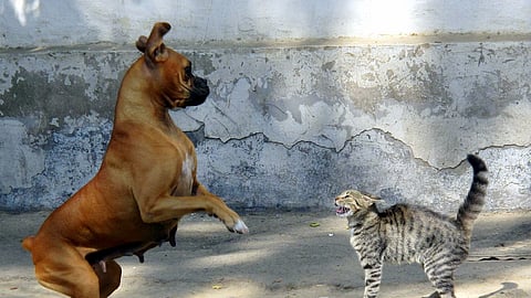 कुत्ते बिल्ली की लड़ाई में पुलिसकर्मी हुए घायल(Wikimedia Image)