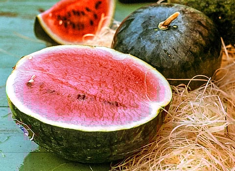 गर्मियां आने से पहले जान लें क्या हैं ज्यादा फायदेमंद तरबूज या खरबूजा(WIKIMEDIA)