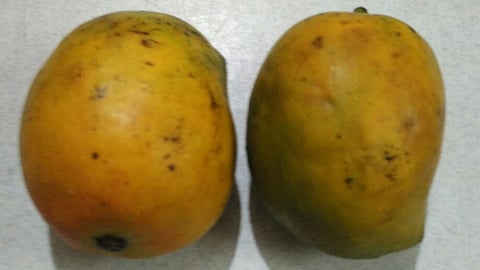 रीवा के आम और गजक को मिला GI टैग(IANS)