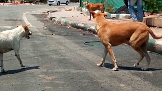 दिल्ली: नाबालिग लड़के पर आवारा कुत्तों ने किया हमला(IANS)