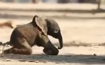 बांधवगढ़ टाइगर रिजर्व में बाघ ने हाथी के बच्चे को मार डाला (IANS)