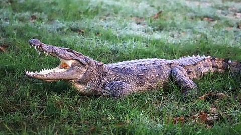 यूपी: बाथरूम में मिला मगरमच्छ, गांव में हडकंप मचा(IANS)