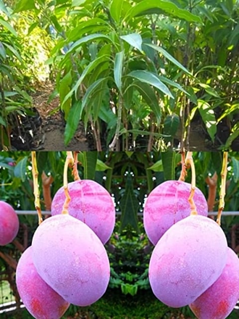 भारत में पहली बार जामताड़ा में उगाया गया विश्व का सबसे महंगा आम (IANS)