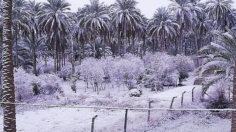 Bihar: नीरा उत्पादन में पहला स्थान मिला गया को, 18 लाख लीटर से ज्यादा हुआ उत्पादन (IANS)