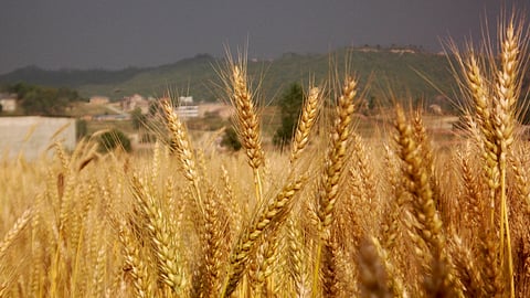 गर्मी और सूखे के कारण दुनिया में गेहूं के उत्पाद पर पड़ सकता है खतरा: स्टडी