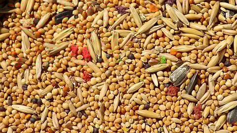 मिलेट्स (Millets) (Image - Pixabay)