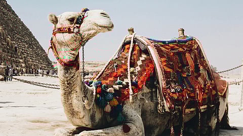 कच्छ (Unsplash)