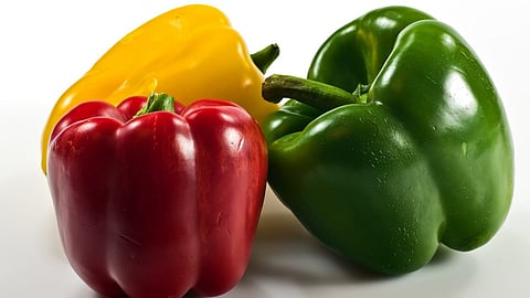 Success Story Capsicum Farming - शिमला मिर्च की खेती बड़े पैमाने पर होने लगी है। (Wikimedia commons)