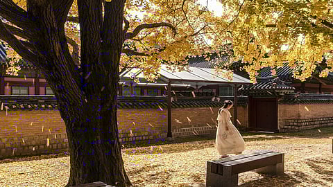 Ginkgo Tree - प्रकृति कभी कभी अपने रूप से हमे अचंभित कर देती है ।(wikimedia commons)