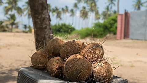 Success Stories - नारियल के खोल से किचन और सजावटी सामान बनाने का काम। (Wikimedia Commons)