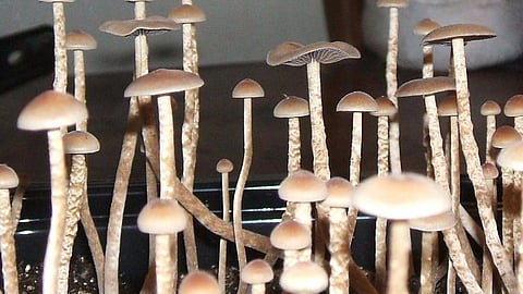 Mushroom Farming - हरदोई के एक युवक ने एक किसान के पास रहकर मशरूम के खेत में काम किया और वापस अपने गांव जाकर छोटे से एक भाग में मशरूम की खेती शुरू कर दी। (Wikimedia Commons)