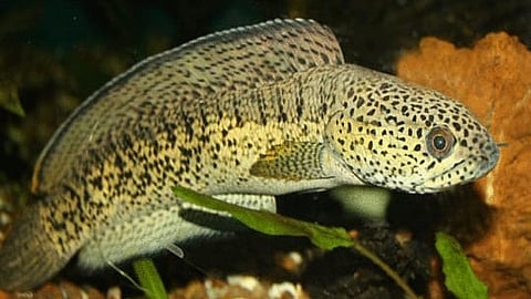 Chana Barka Fish - हाल ही में असम वन विभाग के अधिकारियों ने डिब्रूगढ़ से साढ़े चार करोड़ रुपये की 500 से ज्यादा 'चन्ना बार्का' मछलियां जब्त की हैं। (Wikimedia Commons)