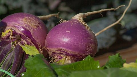 Turnips Benefit - शलजम आपका शरीर में भरपूर पोषण के लिए बहुत अच्छा है। (pixabay)
