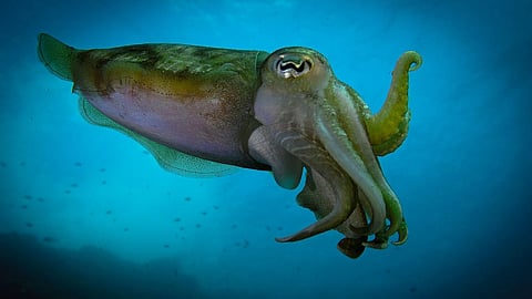 Cuttlefish : रंग बदल कर ये जीव न केवल वातावरण के साथ घुल मिल सकता है, बल्कि यह शिकार को सम्मोहित भी कर सकता है। (Wikimedia Commons)