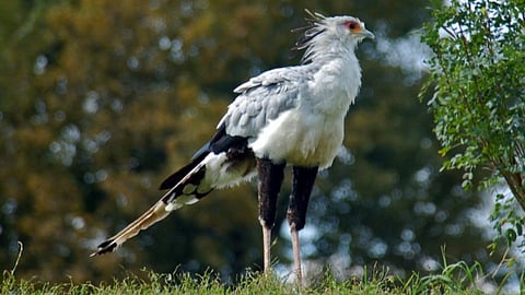 Secretary Bird : सेक्रेटरी बर्ड दुनिया का सबसे लंबा रैप्टर पक्षी है, जो जहरीले सांपों का शिकार करने में माहिर होता है। (Wikimedia Commons)