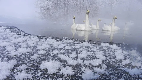 Frost Flower : बेहद कम तापमान होने के कारण इसमें पतले पतले परते बन जाती है। इन्हे आर्कटिक सागर और उसके आसपास के इलाकों में देखा गया है। (Wikimedia Commons0