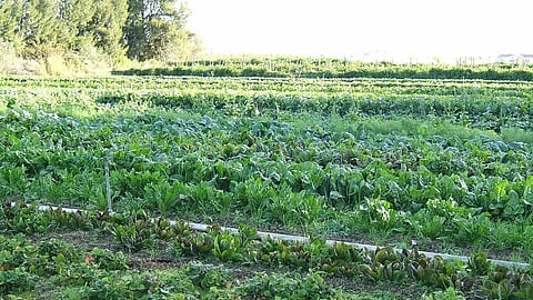 Organic Farming: जैविक खेती से धीरे-धीरे खेत की उर्वरक क्षमता बढ़ती गई, जिससे पैदावार भी अच्छी होने लगी ।(Wikimedia Commons)
