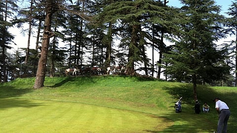 Tourist Place Kiarighat Hill Station : जंगलों और खूबसूरत नजारों से घिरा हुआ कियारीघाट के आकर्षण और सुंदरता के कारण हर साल हजारों पर्यटक यहां घूमने आते हैं। (Wikimedia Commons)