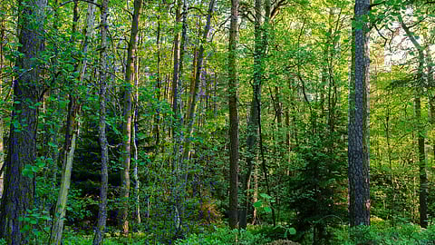 Save Hasdeo Arnay : कोरबा के हसदेव में कोयले का बड़ा भंडार मिला है। केंद्र सरकार ने खदान की माइनिंग के लिए निलामी कर दी। (Wikimedia Commons)