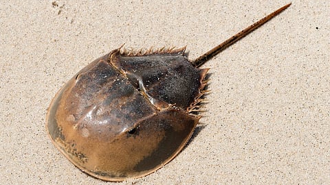 Horseshoe Crab : इसका खून अमृत के समान माना जाता है, क्योंकि इसके खून की सहायता से शरीर में मौजूद खराब बैक्टीरिया की पहचान की जाती है। (Wikimedia Commons)