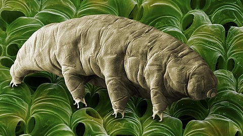 Tardigrade : वैज्ञानिकों का कहना है कि पृथ्वी पर कोई भी आपदा आ जाए तो भी ये अपनी जान बचा सकते हैं । (Wikimedia Commons)