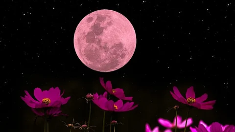 Pink Moon: इस चांद के निकलने पर ही ईस्टर की तारीख तय की जाती है।  (Wikimedia Commons)