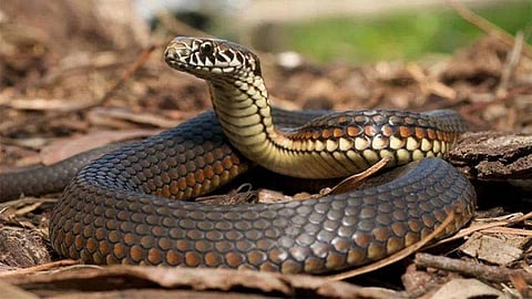 Snake Free State in India: भारत देश में एक ऐसा राज्य भी मौजूद है, जहां एक भी सांप नहीं है। (Wikimedia Commons)