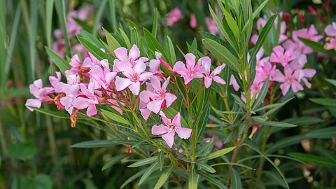 Oleander ban in Temple : ओलियंडर उष्णकटिबंधीय और उपोष्णकटिबंधीय इलाकों में उगने वाला एक पौधा है (Wikimedia Commons)
