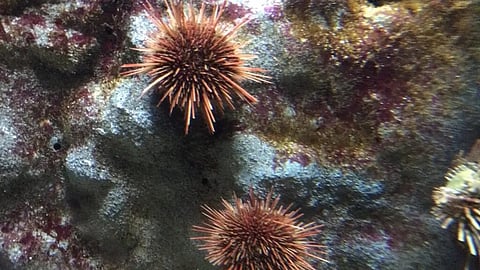 Urchin pandemic in The Sea : इस जीव का मुख्य काम कोरल रीफ को बचाए रखना होता है।  (Wikimedia Commons)
