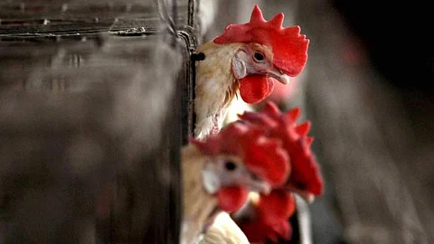 Bird Flu : बर्ड फ्लू, इन्फ्लूएंजा वायरस से होने वाला संक्रमण है, इसका दूसरा नाम एवियन फ्लू भी है। अक्सर पक्षियों में फैलता है, खासकर मुर्गे-मुर्गियों में। (Wikimedia Commons)