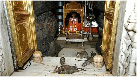 Karni Mata Mandir : यदि किसी भक्त के पैर के ऊपर से चूहा गुजर जाए, तो ये उसपर माता की कृपा का संकेत माना जाता है। (Wikimedia Commons)