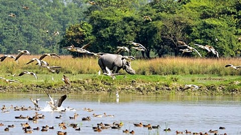 भारत न सिर्फ अपनी सांस्कृतिक विविधता के लिए जाना जाता है, बल्कि जैव विविधता का एक अनूठा केंद्र है।